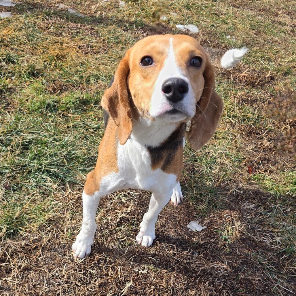 Lapis, Adoptable, Young Male Foxhound.