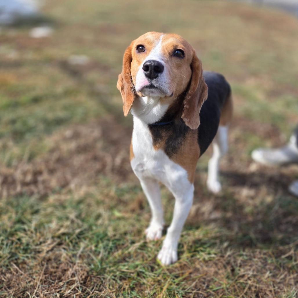Enlarge Lapis, a Adoptable Foxhound in Chatham, VA image 2/5