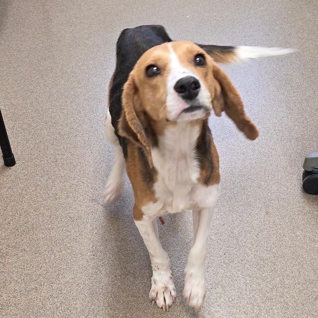 Enlarge Lapis, a Adoptable Foxhound in Chatham, VA image 3/5