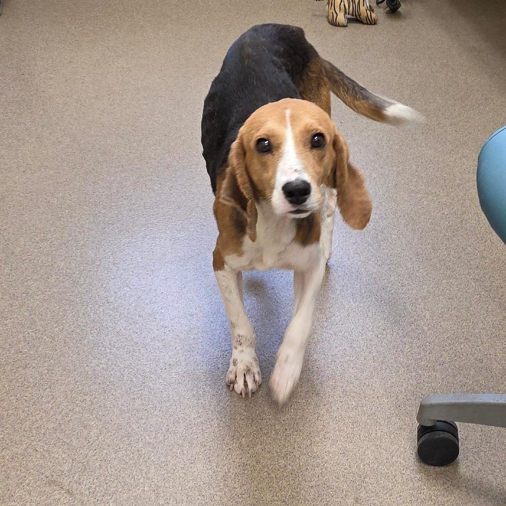 Enlarge Lapis, a Adoptable Foxhound in Chatham, VA image 4/5