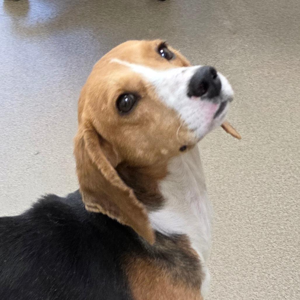 Enlarge Lapis, a Adoptable Foxhound in Chatham, VA image 5/5