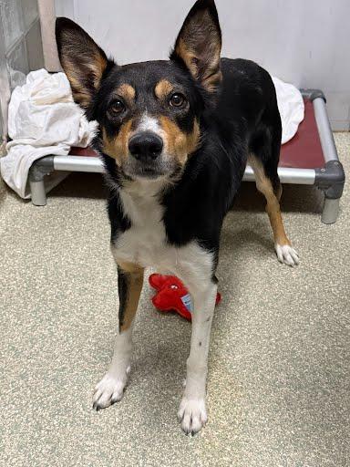 Bobby Newport thumbnail 2