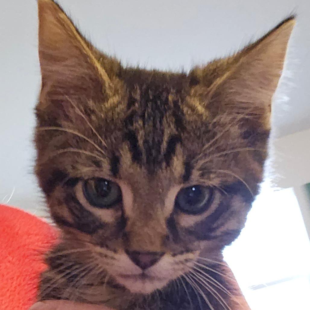 Enlarge Lupine, a Adoptable Domestic Short Hair in Grinnell, IA image 1/4
