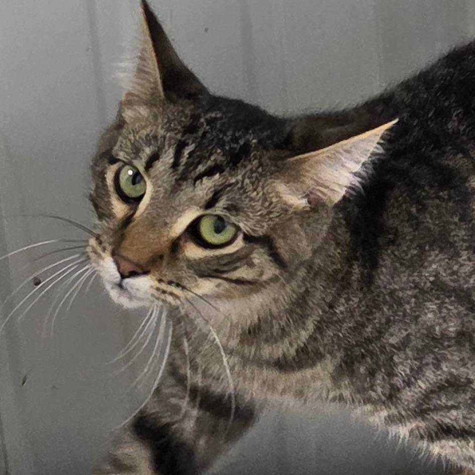 Enlarge Lupine, a Adoptable Domestic Short Hair in Grinnell, IA image 2/6