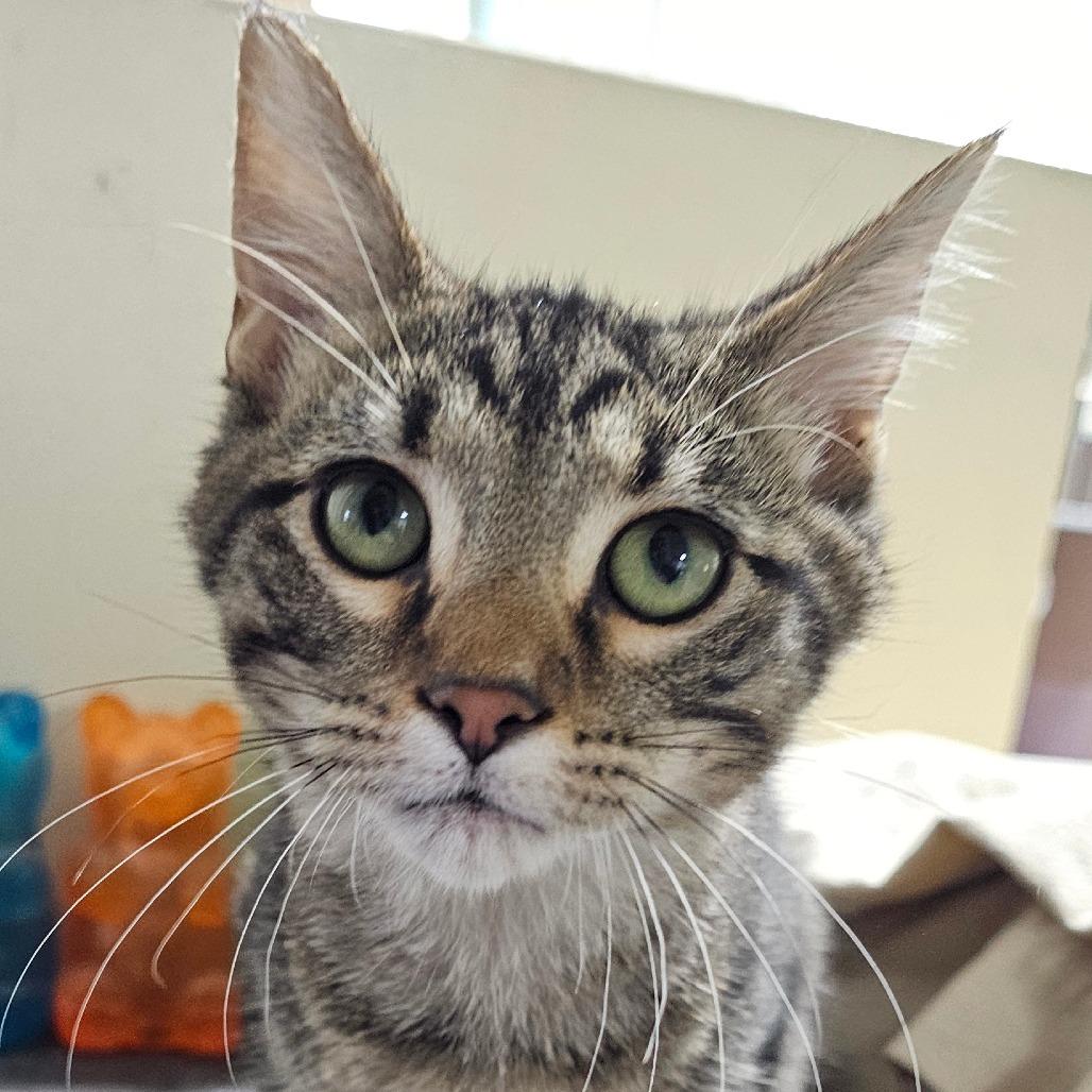 Enlarge Lupine, a Adoptable Domestic Short Hair in Grinnell, IA image 2/5
