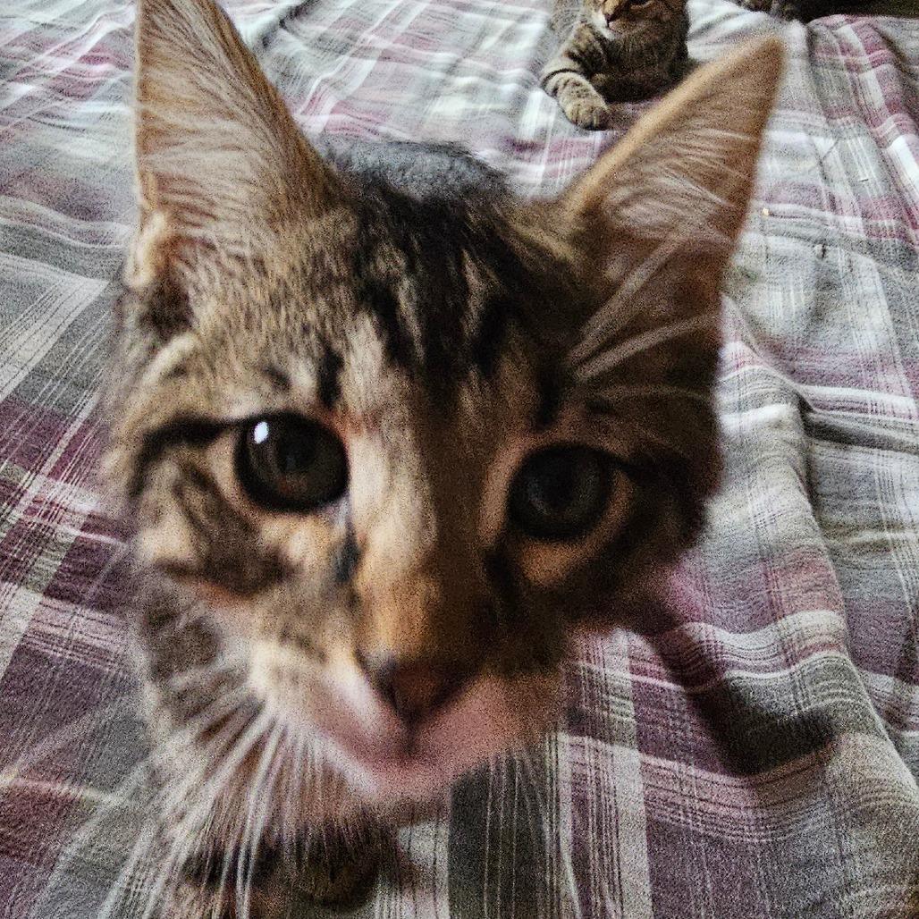 Enlarge Lupine, a Adoptable Domestic Short Hair in Grinnell, IA image 2/4
