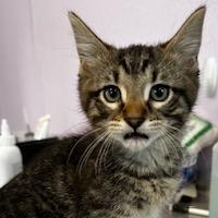 Enlarge Lupine, a Adoptable Domestic Short Hair in Grinnell, IA image 3/4