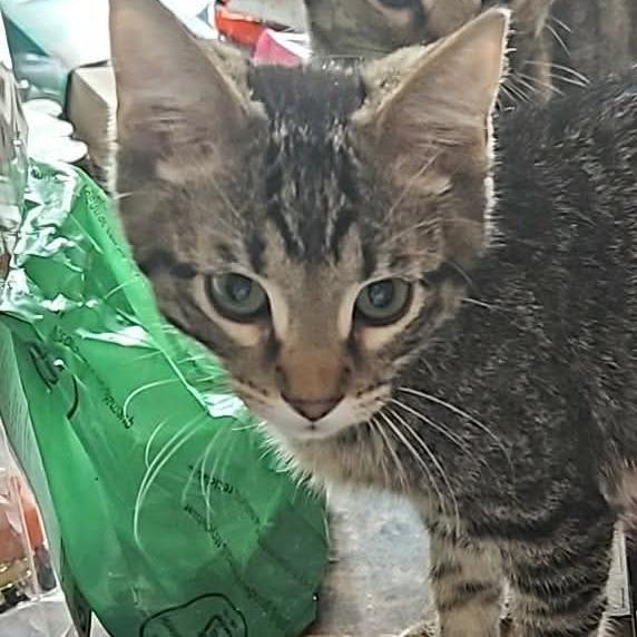 Enlarge Lupine, a Adoptable Domestic Short Hair in Grinnell, IA image 4/4