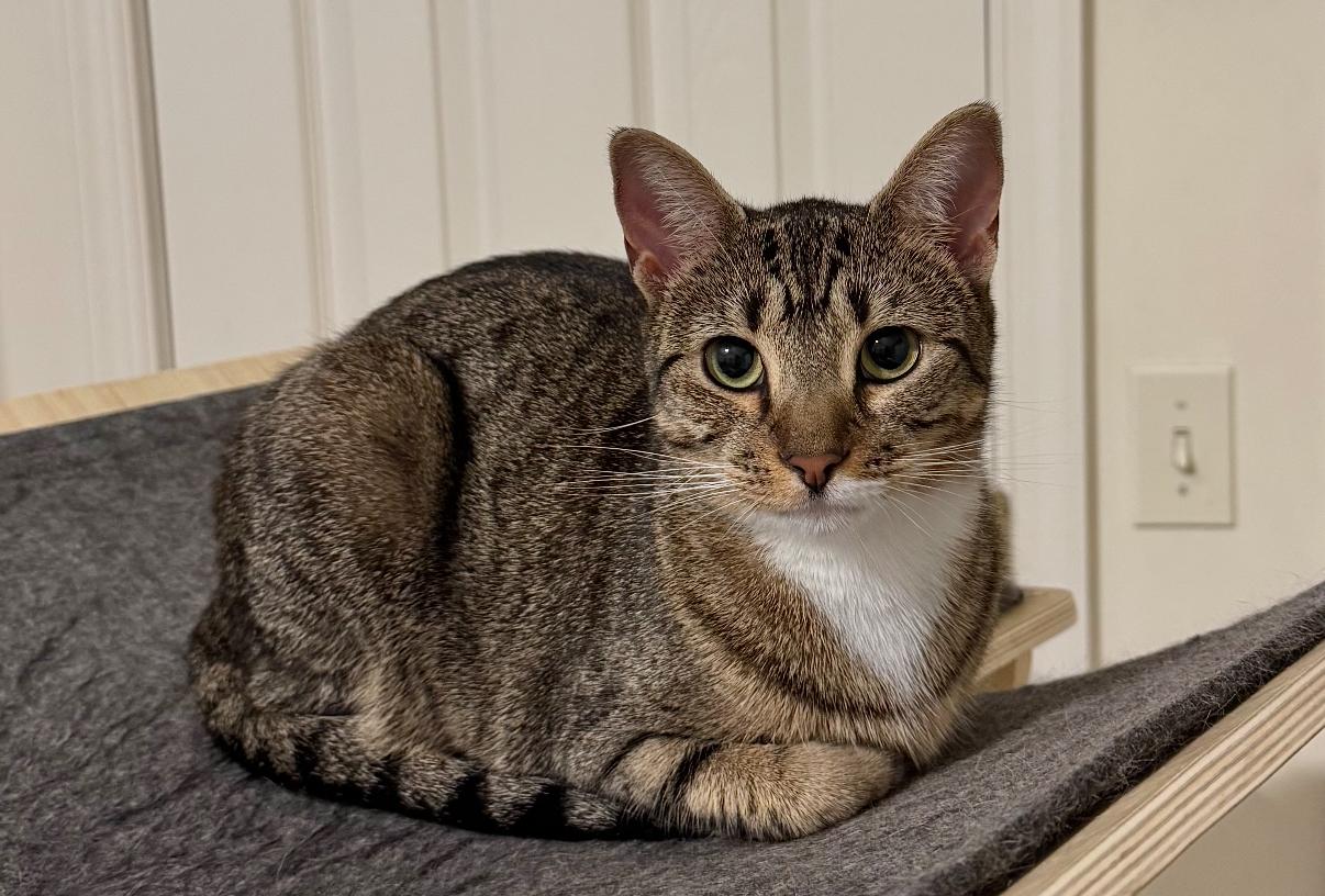 London, Adoptable, Adult Female Domestic Short Hair.