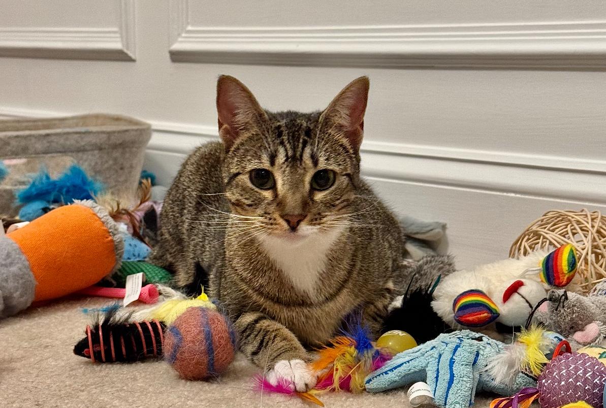 London, a Adoptable Domestic Short Hair in Ponte vedra, FL image 2/2