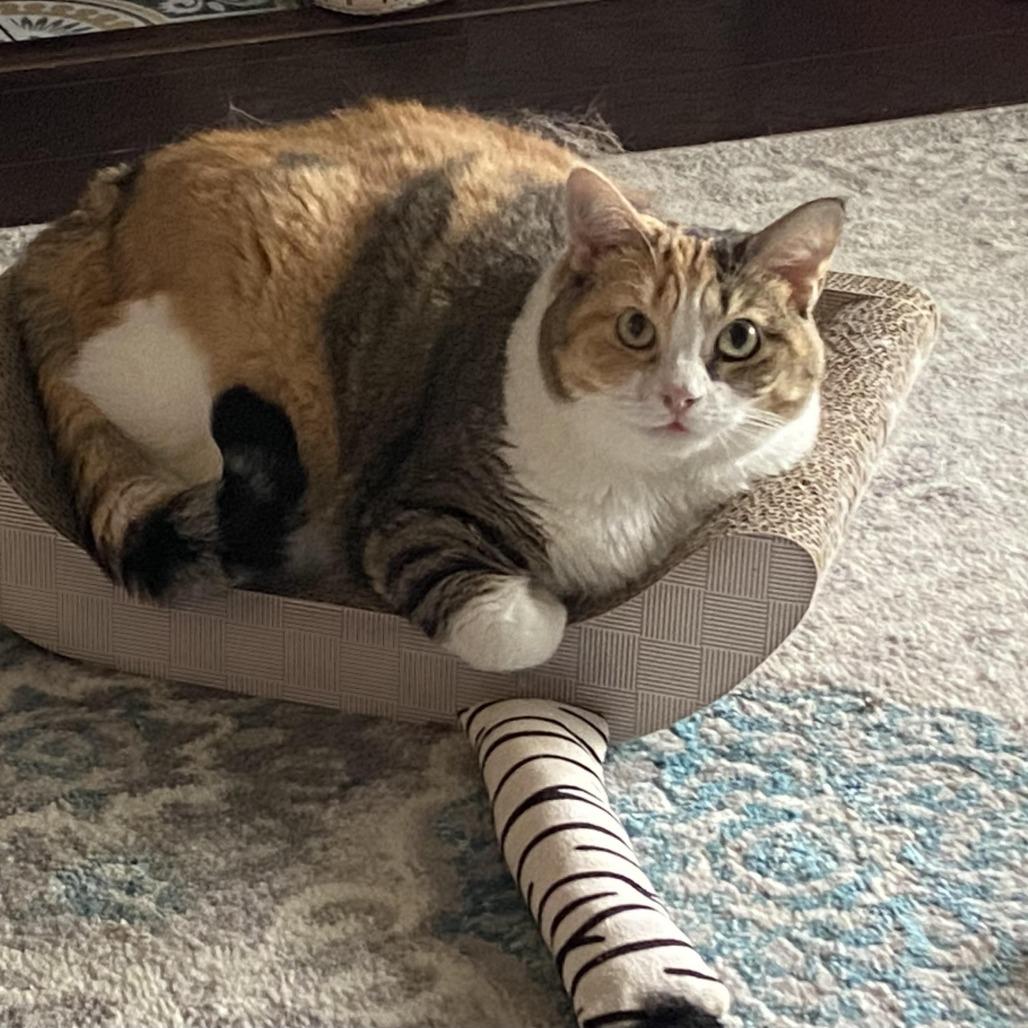 Sheba 1 (Nubia) — thumbnail 2