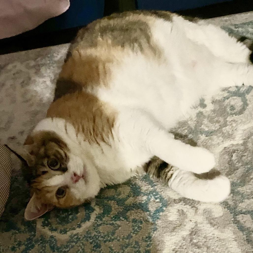 Sheba 1 (Nubia) — thumbnail 3