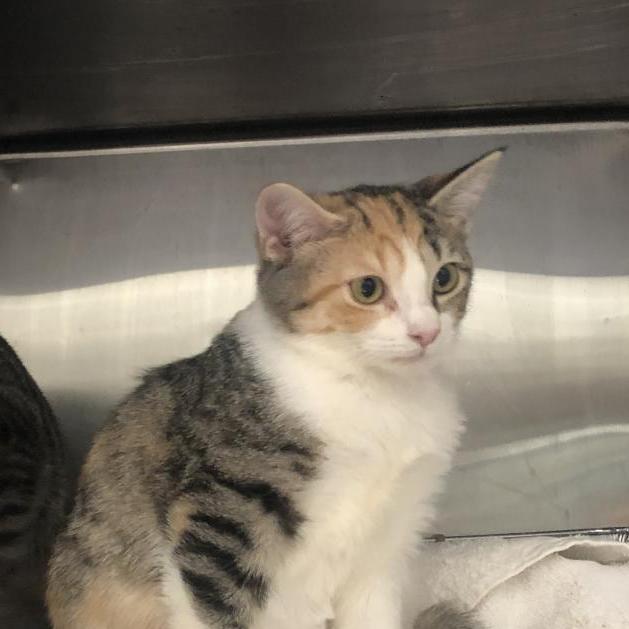 Sheba 1 (Nubia) — thumbnail 4