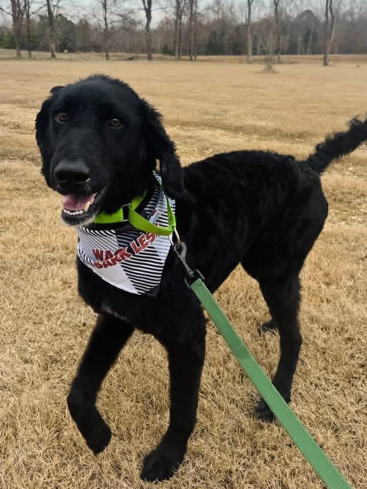 Enlarge Caspian , an adopted mixed breed in Holly Springs, MS image 1/4