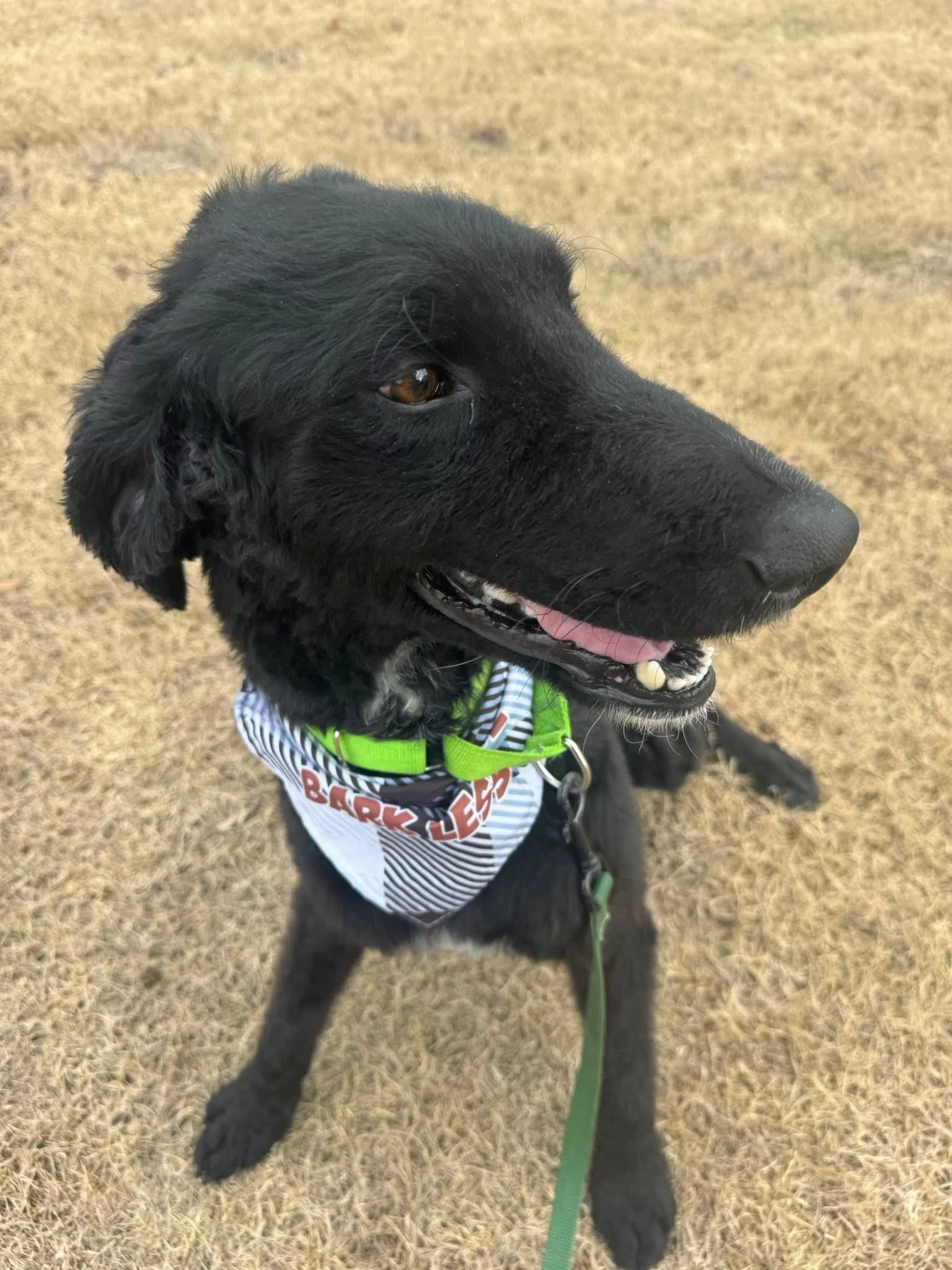 Enlarge Caspian , an adopted mixed breed in Holly Springs, MS image 2/4