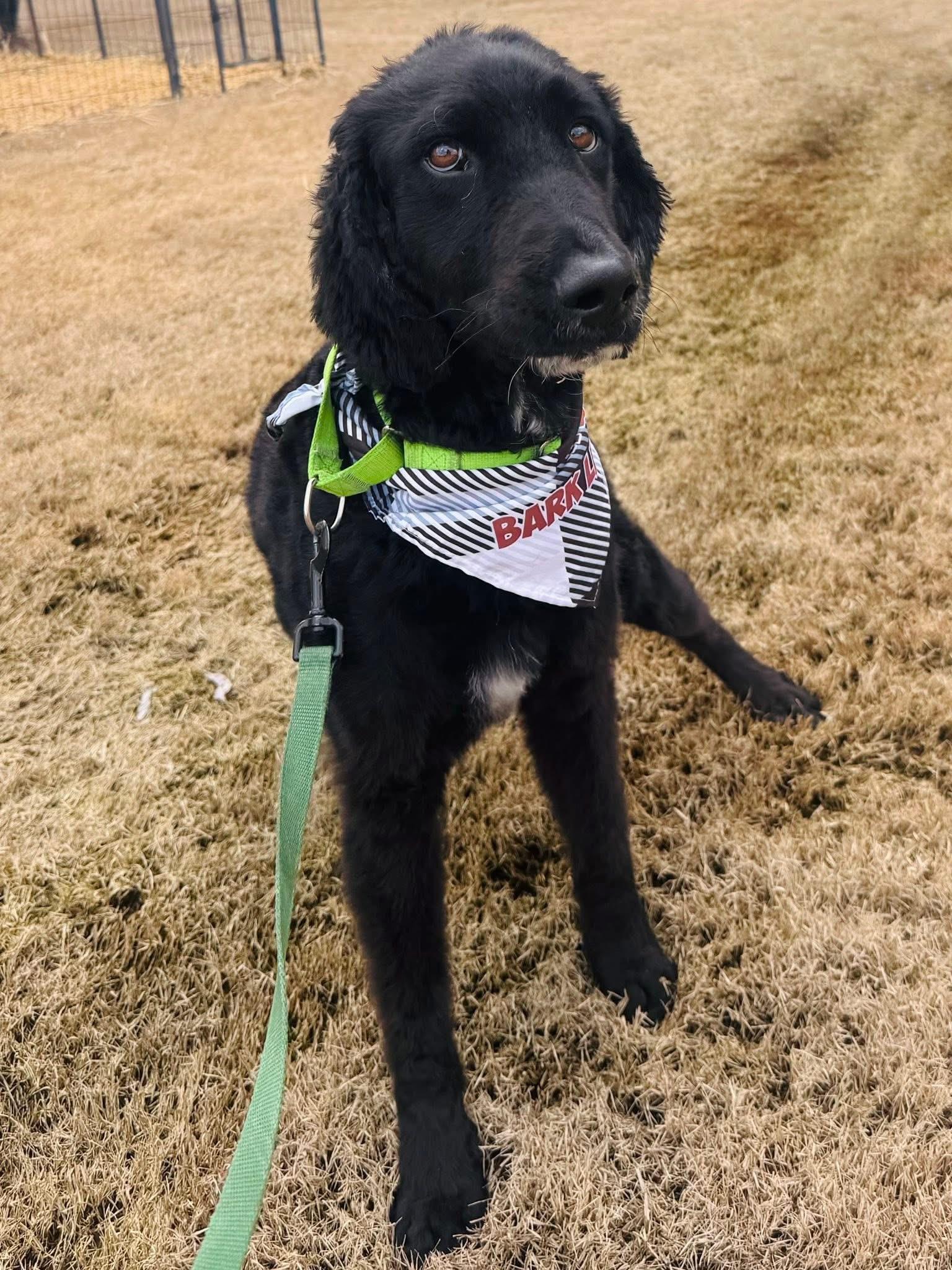 Enlarge Caspian , an adopted mixed breed in Holly Springs, MS image 4/4