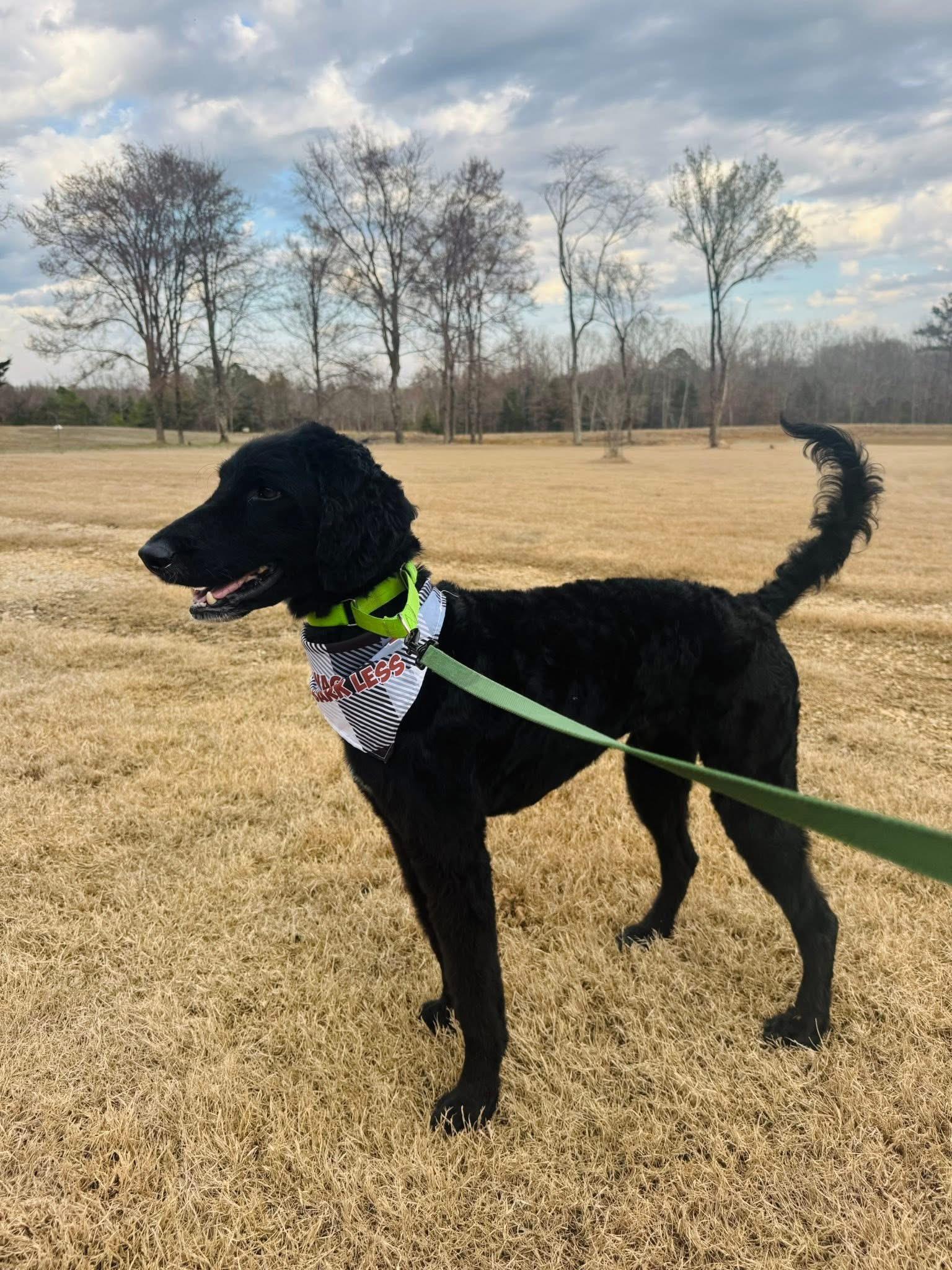 Enlarge Caspian , an adopted mixed breed in Holly Springs, MS image 3/4