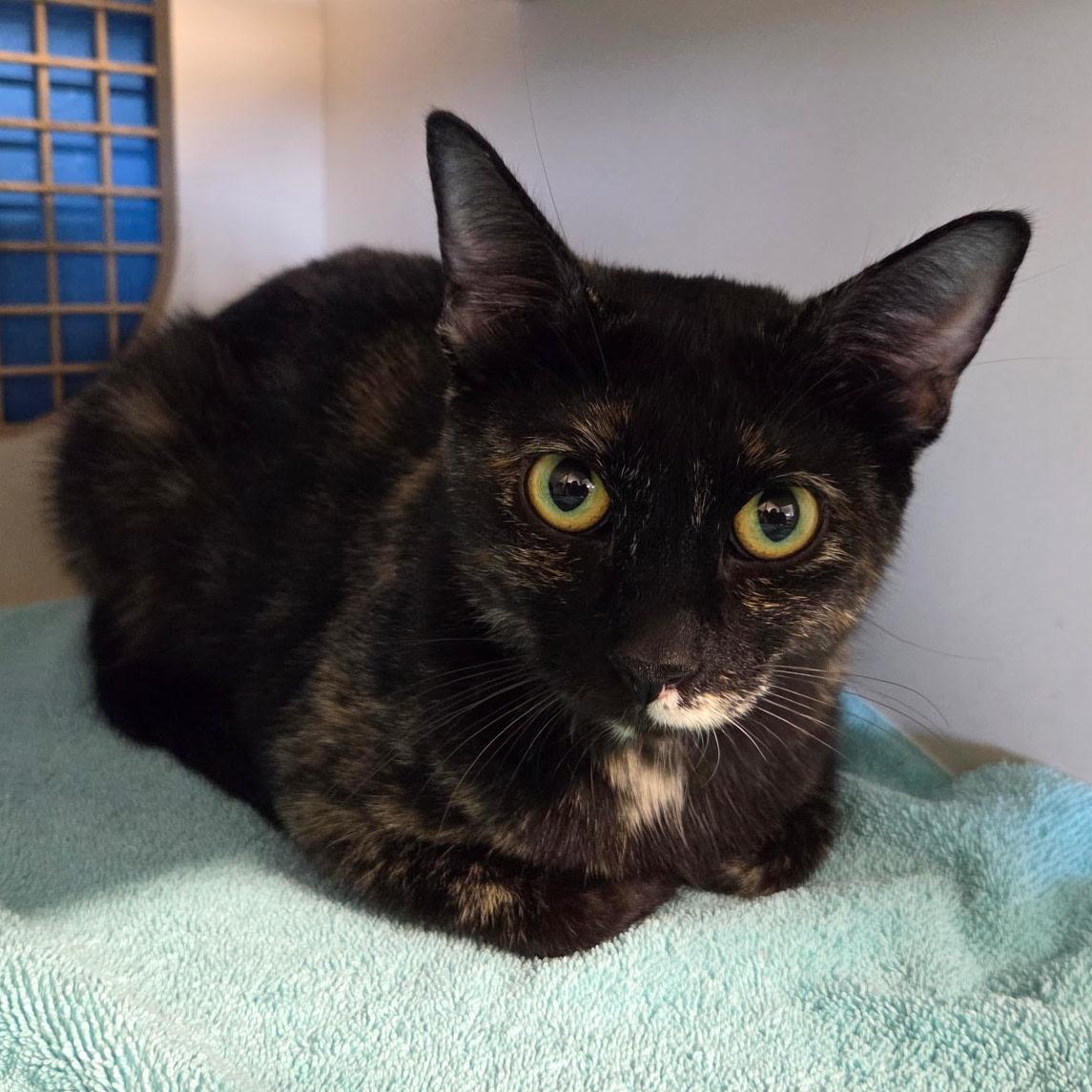 Twyla, Adoptable, Young Female Tortoiseshell.