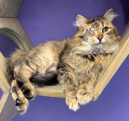 Enlarge Henrietta, a Adoptable mixed breed in Willmar, MN image 1/3