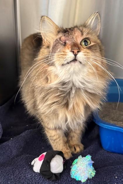 Enlarge Henrietta, a Adoptable mixed breed in Willmar, MN image 2/3