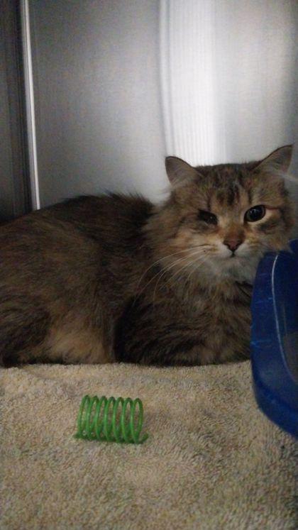 Enlarge Henrietta, a Adoptable mixed breed in Willmar, MN image 3/3