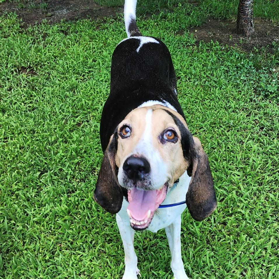 Enlarge Jeb, a Adoptable Foxhound in Richmond, VA image 1/6