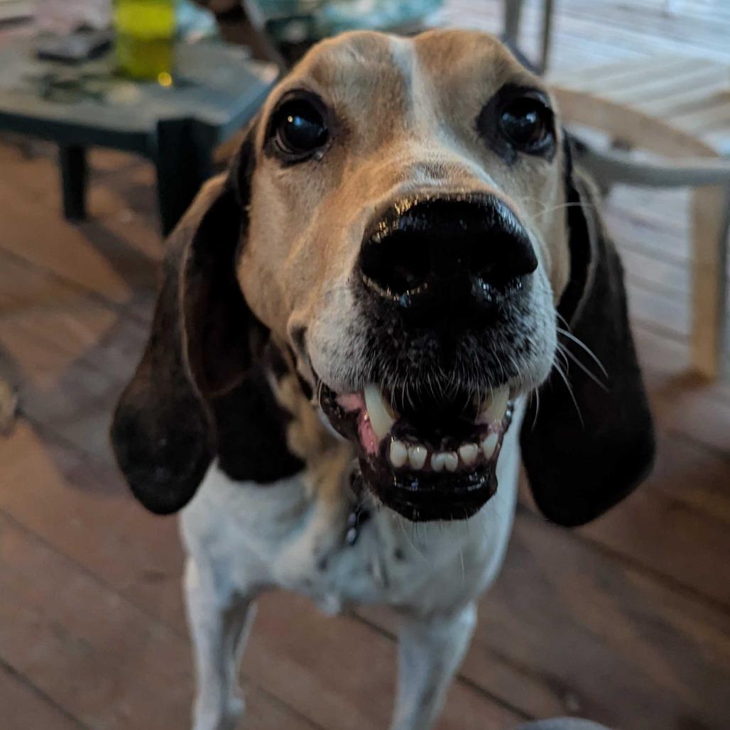 Enlarge Jeb, a Adoptable Foxhound in Richmond, VA image 2/6
