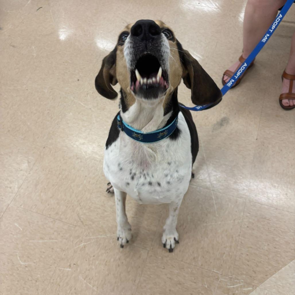 Enlarge Jeb, a Adoptable Foxhound in Richmond, VA image 3/6