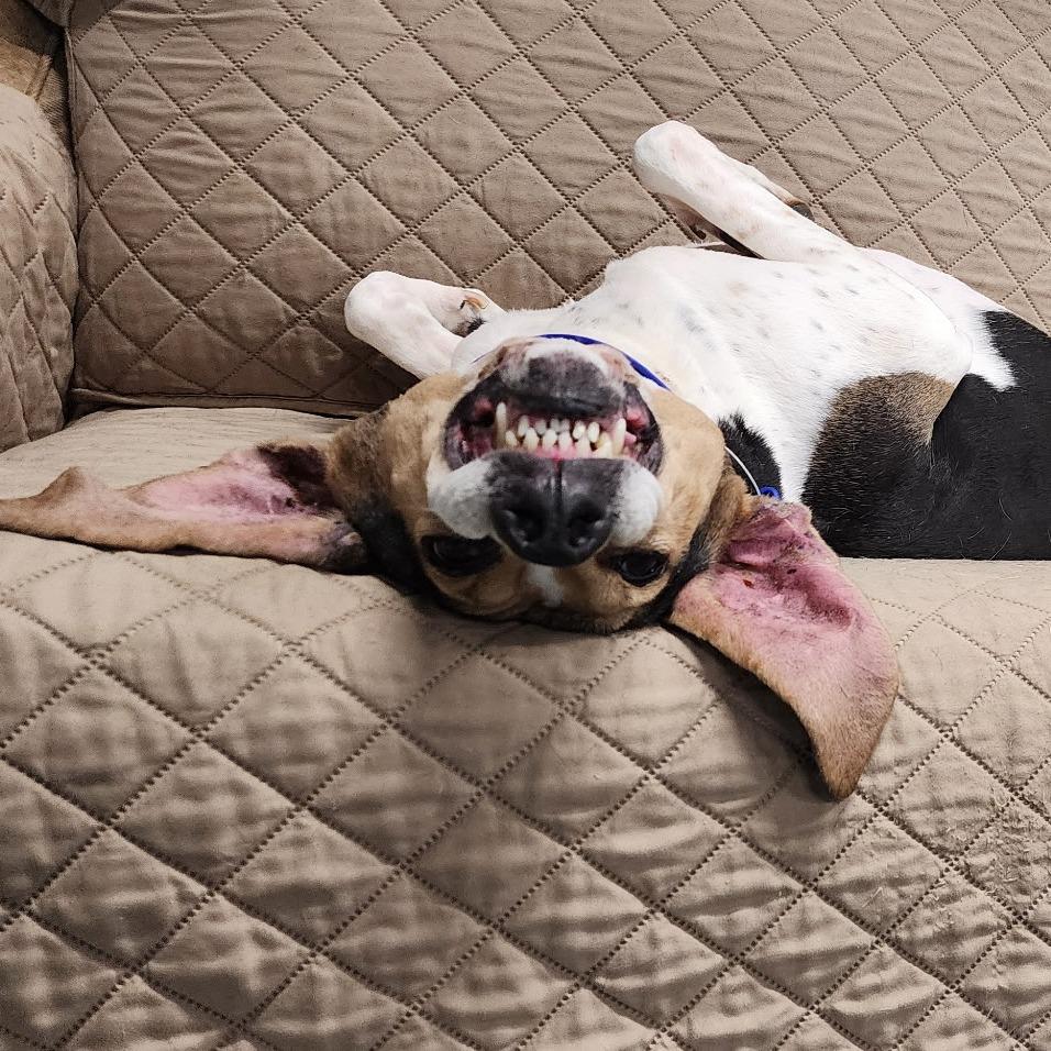 Enlarge Jeb, a Adoptable Foxhound in Richmond, VA image 5/6