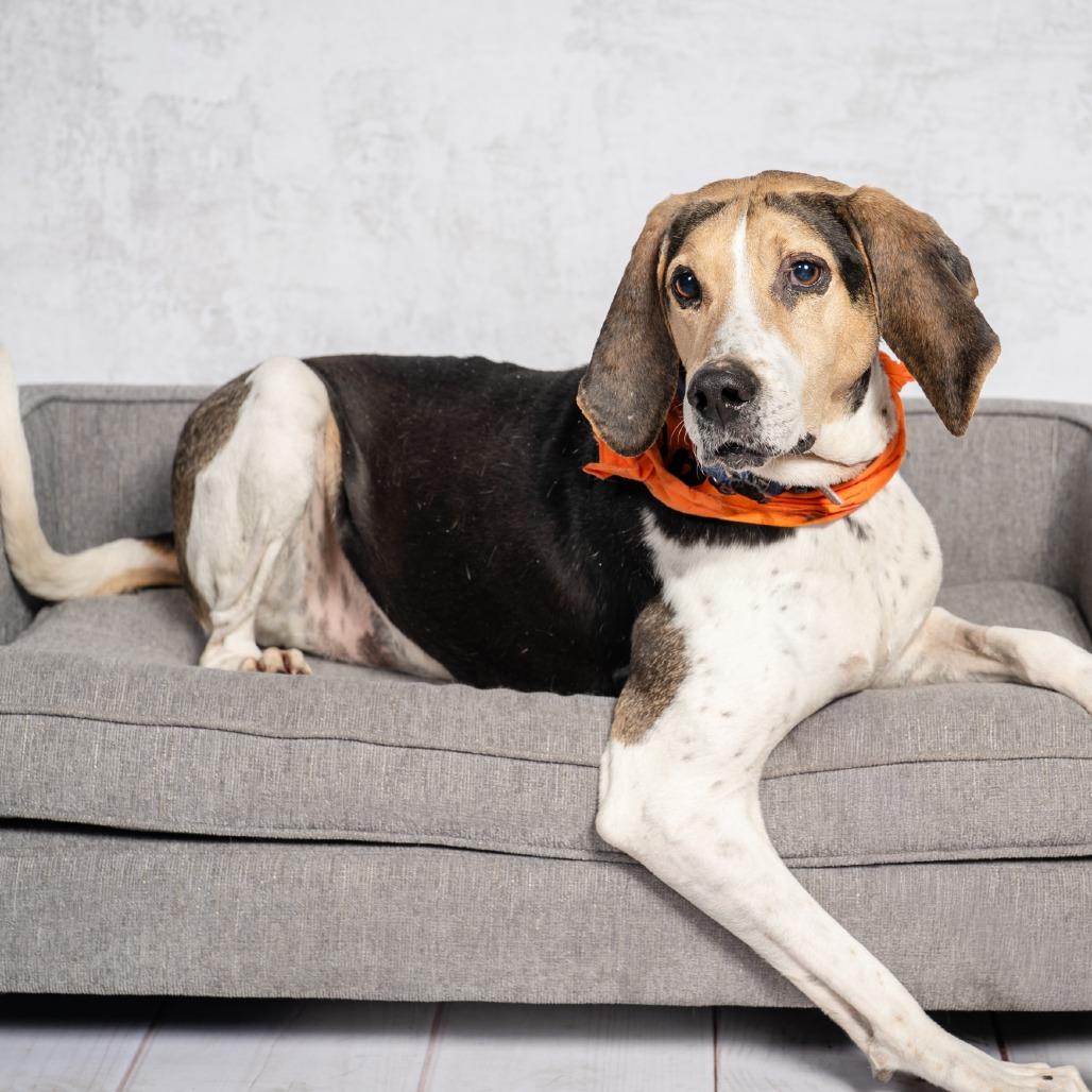 Enlarge Jeb, a Adoptable Treeing Walker Coonhound in Richmond, VA image 4/6