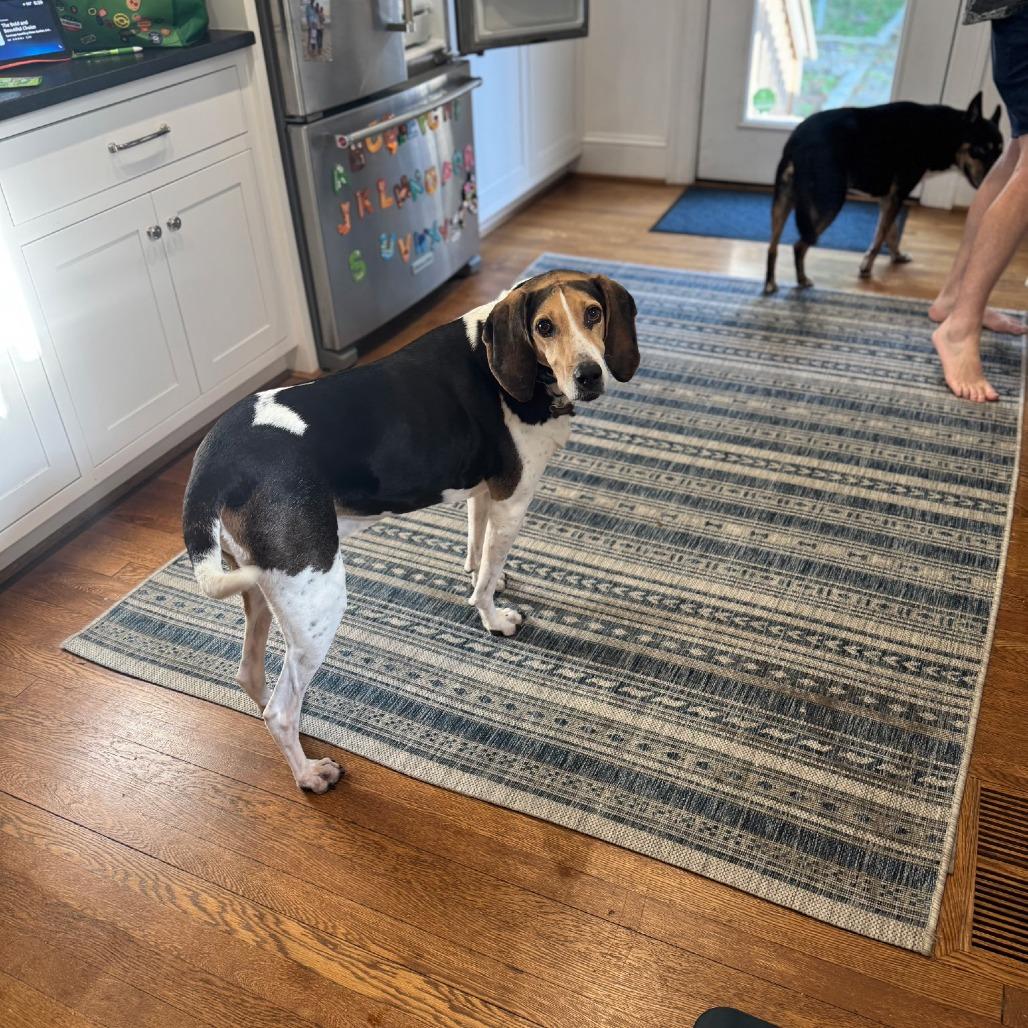 Enlarge Jeb, a Adoptable Treeing Walker Coonhound in Richmond, VA image 5/6