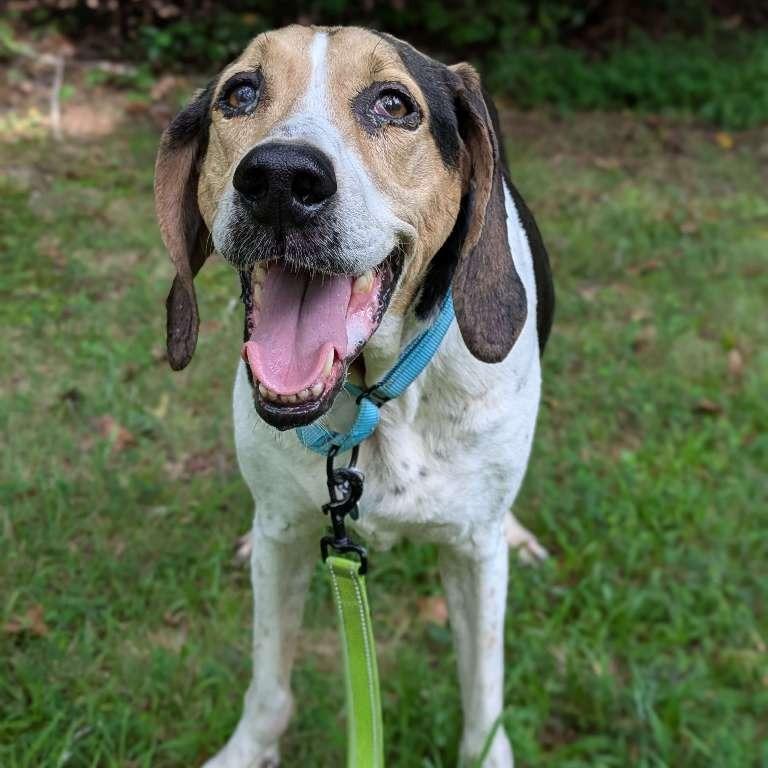 Jeb, a Adoptable Treeing Walker Coonhound in Richmond, VA image 4/6