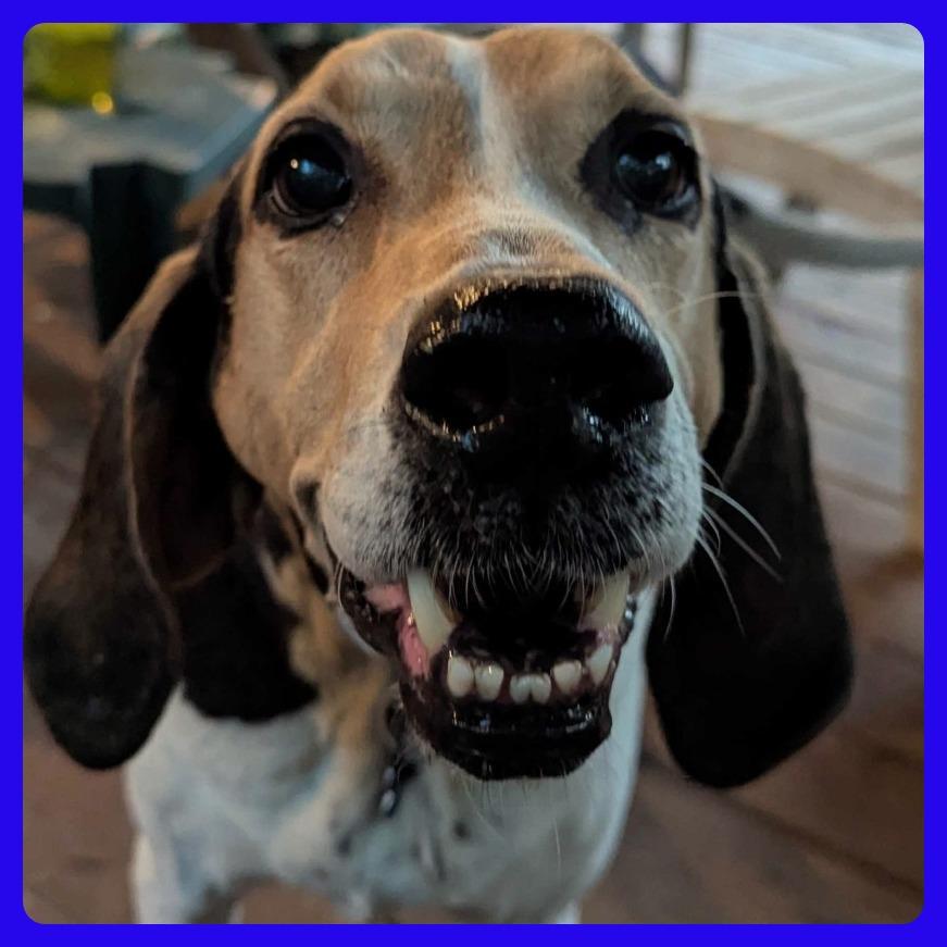 Enlarge Jeb, a Adoptable Treeing Walker Coonhound in Richmond, VA image 5/6