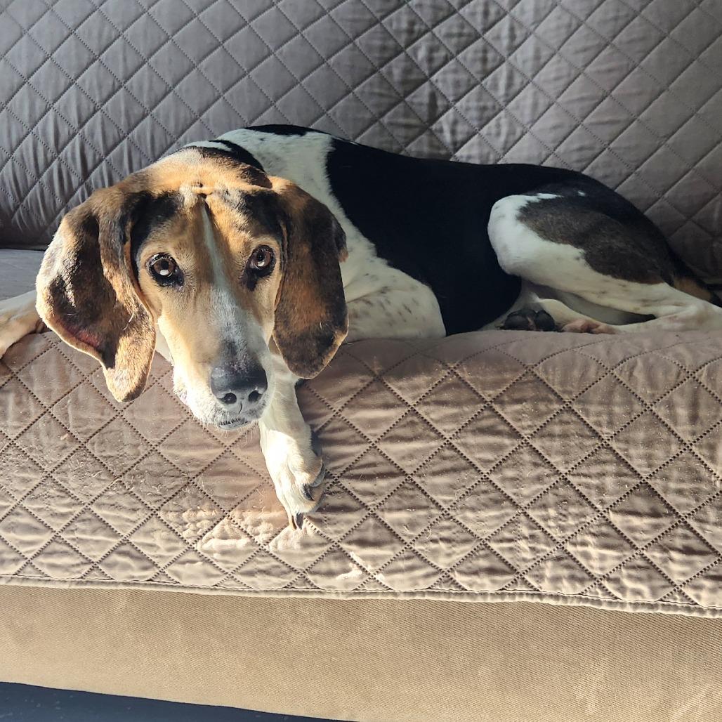 Jeb, a Adoptable Treeing Walker Coonhound in Richmond, VA image 5/6