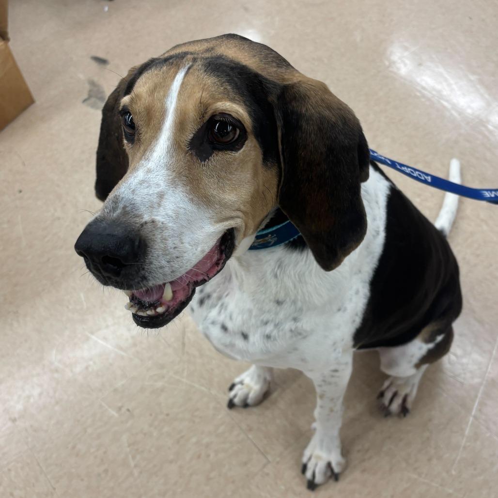 Enlarge Jeb, a Adoptable Foxhound in Richmond, VA image 6/6