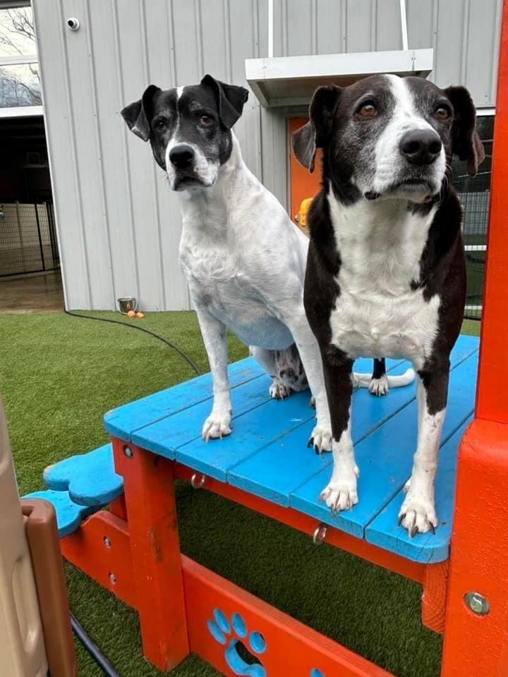 Spencer, Adoptable, Senior Male Pointer & Mixed Breed.