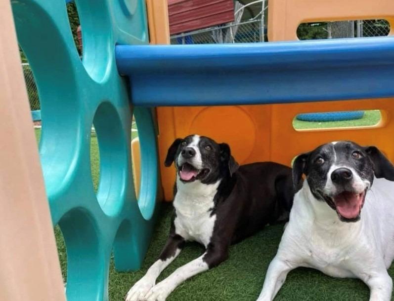 Spencer, Adoptable, Senior Male Pointer & Mixed Breed.