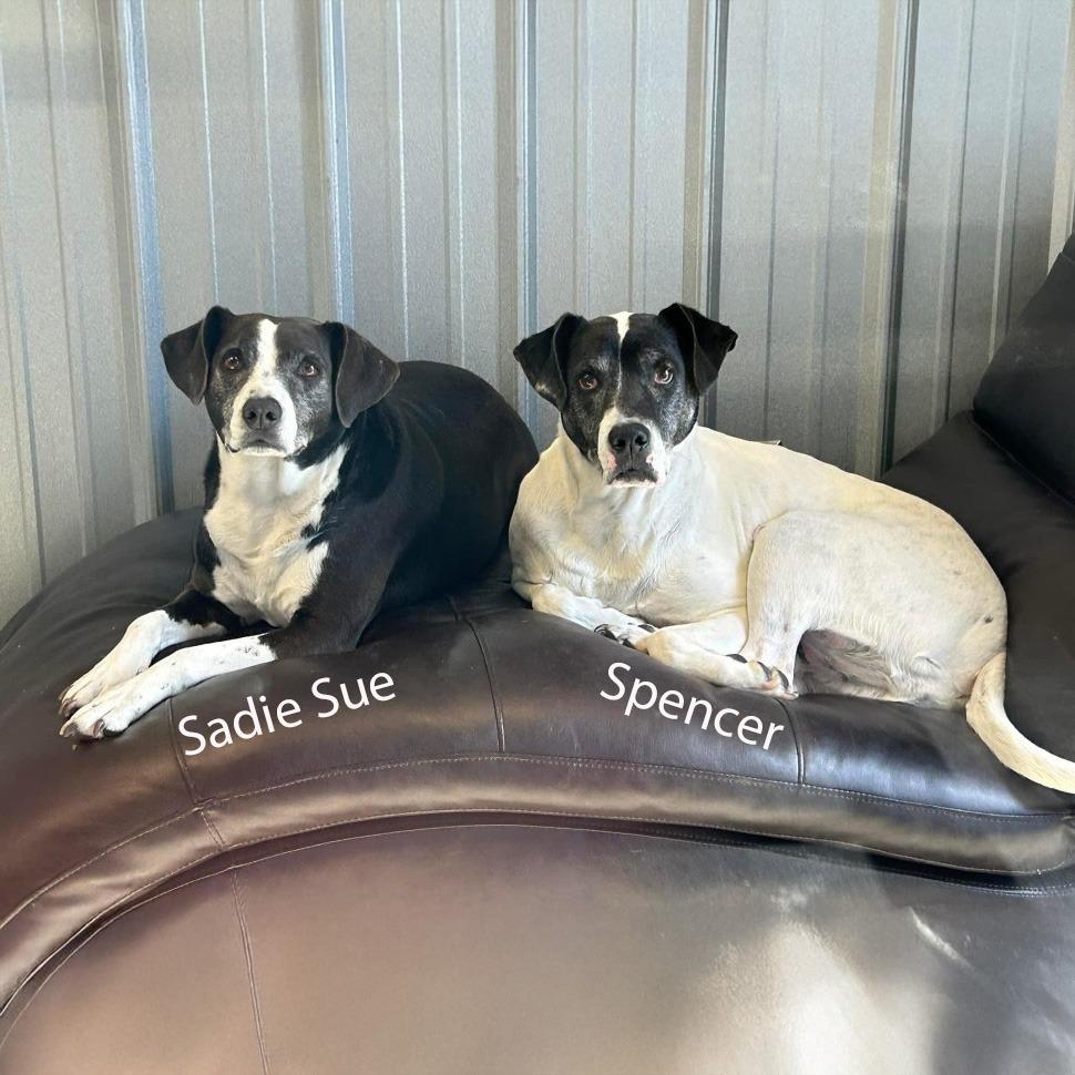 Spencer, a Adoptable mixed breed in Little Rock, AR image 3/4