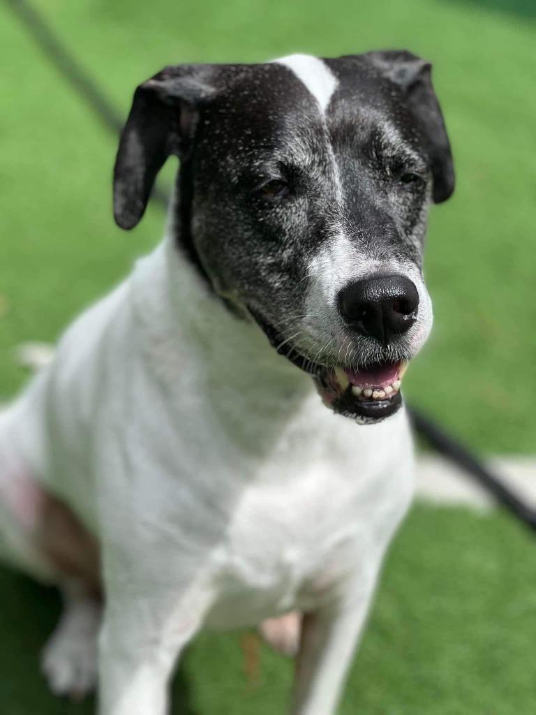 Spencer, a Adoptable mixed breed in Little Rock, AR image 4/4