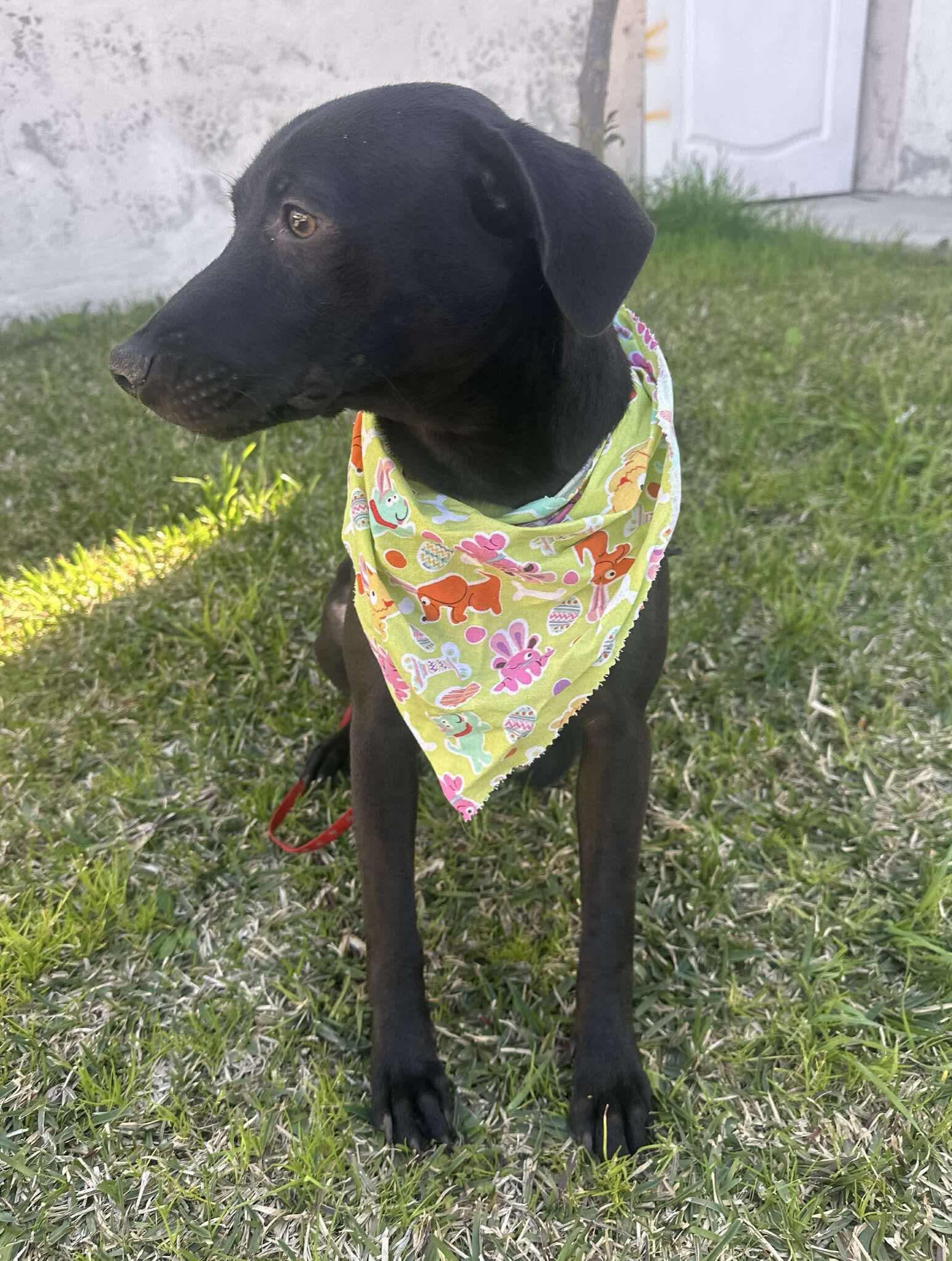 Enlarge Jazmin, a Adoptable Mixed Breed in Puyallup, WA image 4/4