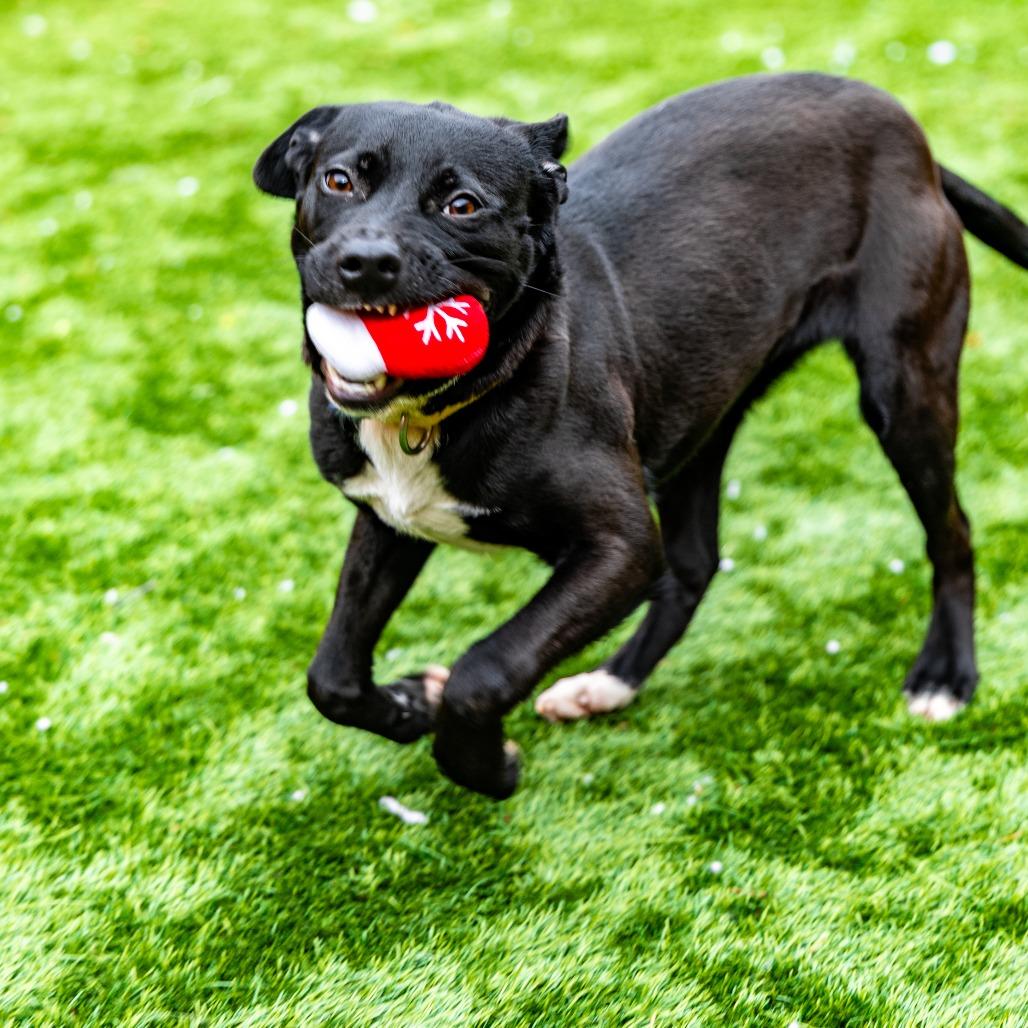 Punky, a Adoptable mixed breed in Naperville, IL image 1/6