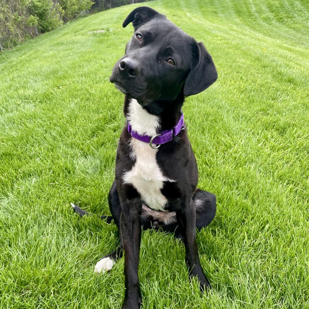 Enlarge Punky, a Adoptable mixed breed in Naperville, IL image 2/6