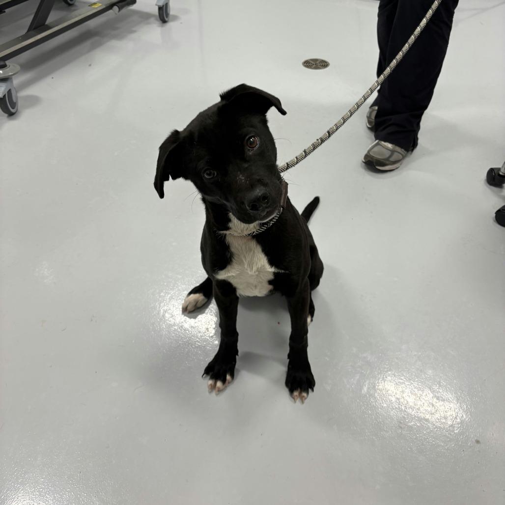 Punky, a Adoptable mixed breed in Naperville, IL image 2/6