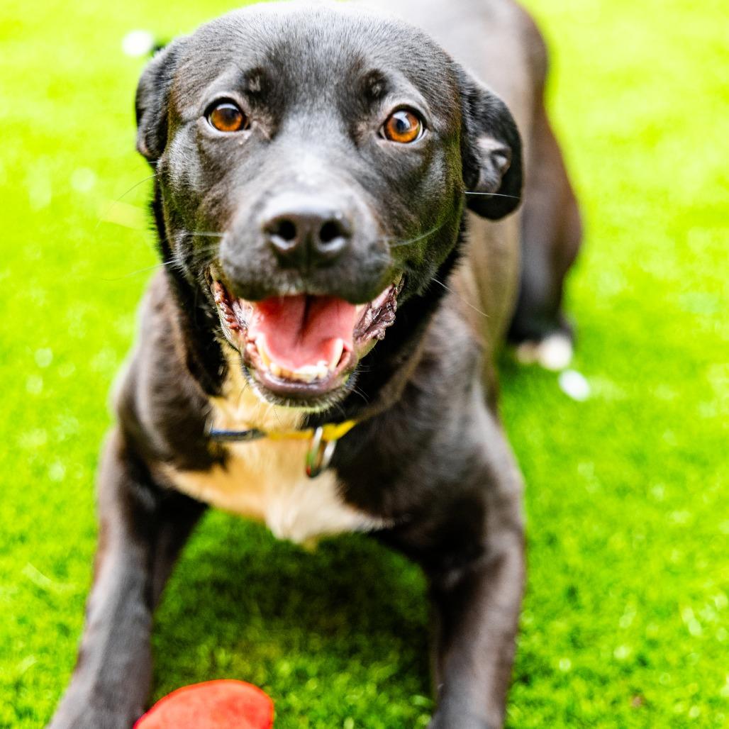 Punky, a Adoptable mixed breed in Naperville, IL image 3/6
