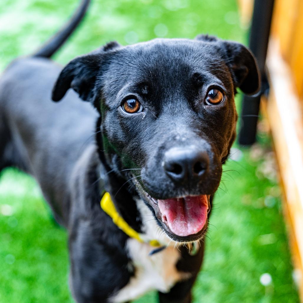 Punky, a Adoptable mixed breed in Naperville, IL image 4/6