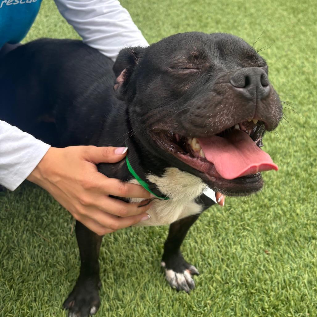 Jekyll C000-568 - City of Industry Location, a Adoptable mixed breed in Chino Hills, CA image 1/6