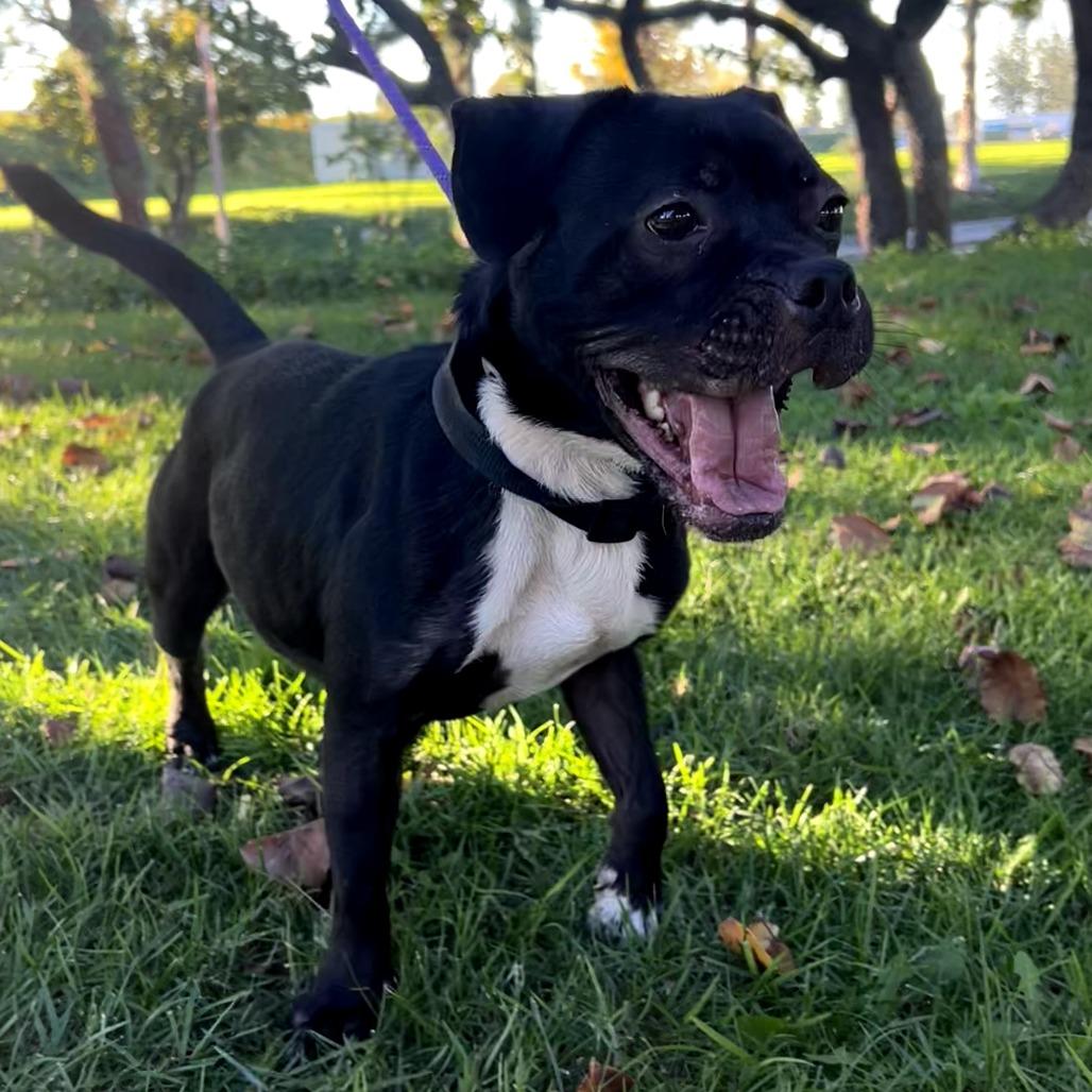 Jekyll C000-568 - City of Industry Location, a Adoptable mixed breed in Chino Hills, CA image 2/6