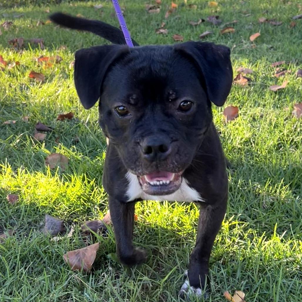 Jekyll C000-568 - City of Industry Location, a Adoptable mixed breed in Chino Hills, CA image 3/6