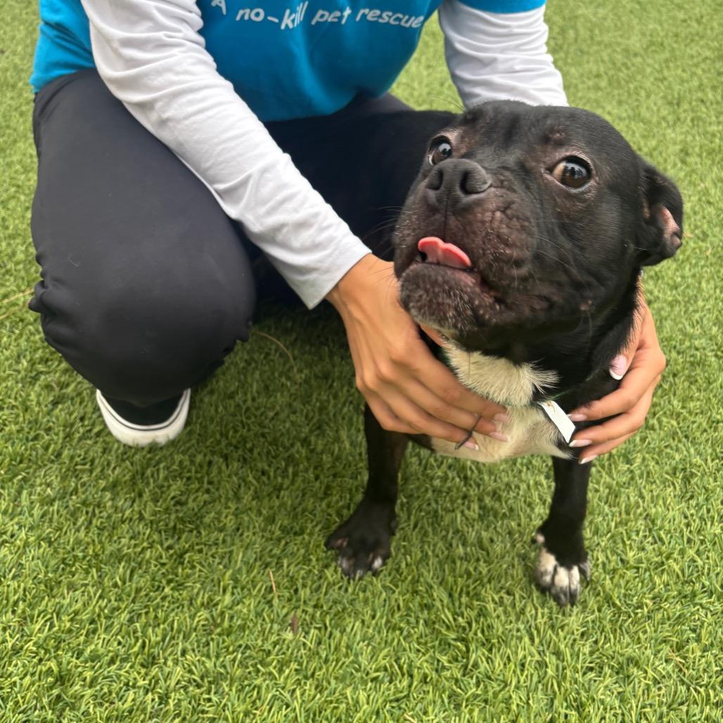 Jekyll C000-568 - City of Industry Location, a Adoptable mixed breed in Chino Hills, CA image 4/6