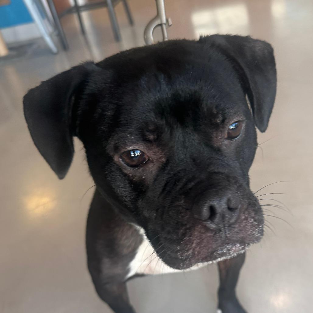 Jekyll C000-568 - City of Industry Location, a Adoptable mixed breed in Chino Hills, CA image 5/6